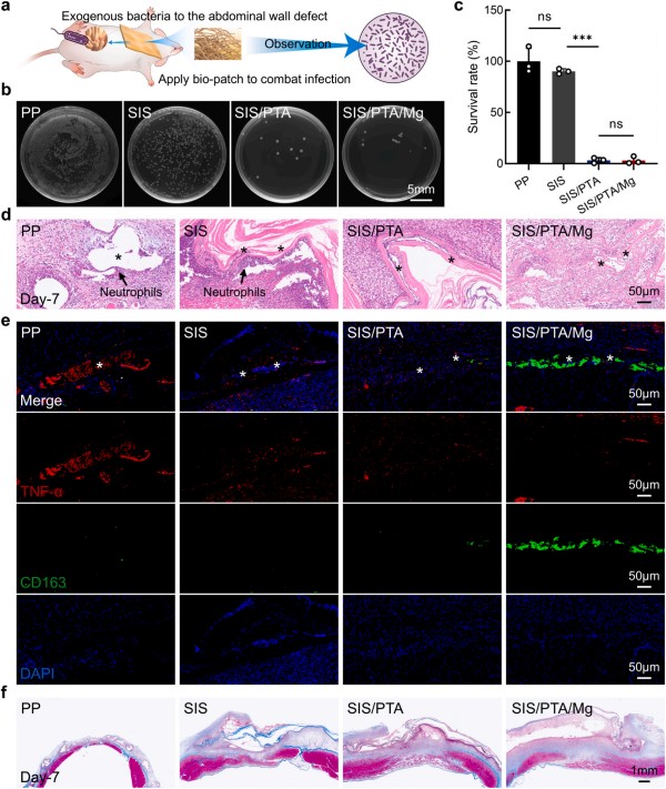 1764725450872838.jpg 图片4-鼠模型抗菌效果评价.jpg