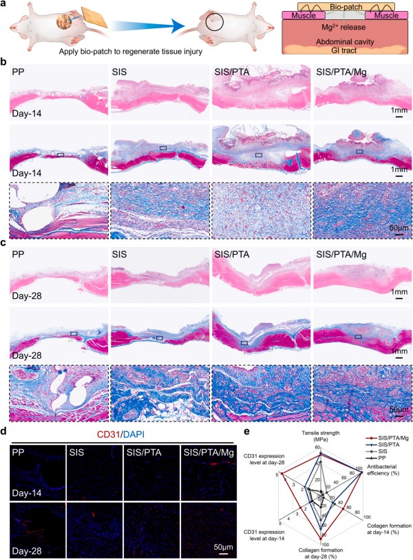 1764725460282122.jpg 图片5-体内重建.jpg
